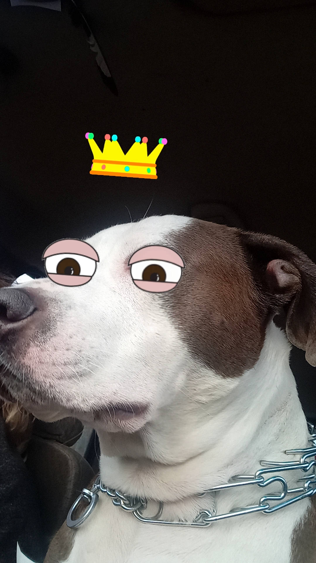 Mani is registered to the contest to win money with this photo: baseball_cap, canidae, cap, carnivore, collar, companion_dog, costume_hat, dog, dog_breed, dog_collar, ear, eyewear, fashion_accessory, fawn, headgear, jewellery, personal_protective_equipment, snout, whiskers, working_animal