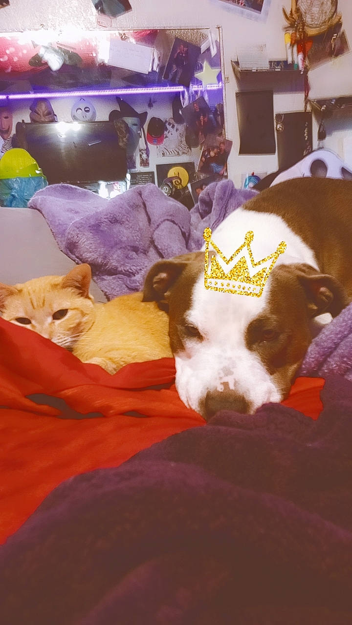 Mani is registered to the contest to win money with this photo: canidae, carnivore, cat, comfort, companion_dog, dog, dog_breed, ear, event, fawn, felidae, fun, fur, linens, magenta, mammal, sporting_group, vertebrate, whiskers, working_animal