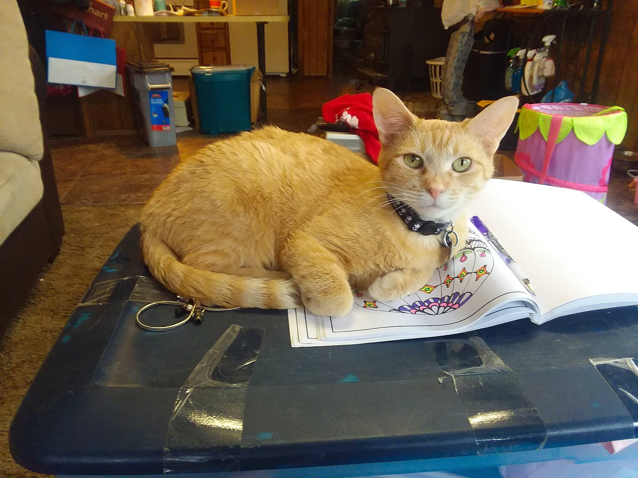 Mow Mow is registered to the contest to win money with this photo: box, carnivore, cat, chair, comfort, computer, domestic_short_haired_cat, fawn, felidae, fur, furniture, lap, office_equipment, personal_computer, plant, room, small_to_medium_sized_cats, table, tail, whiskers