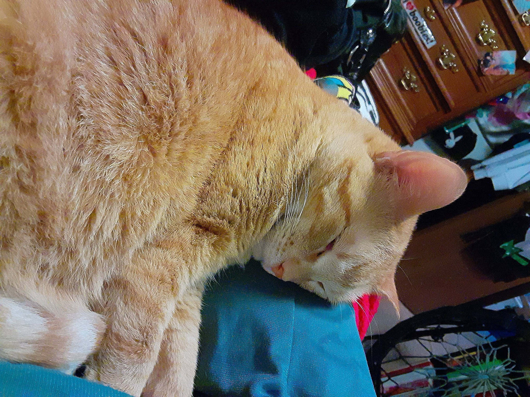 Mow Mow is registered to the contest to win money with this photo: carnivore, cat, cat_supply, claw, collar, comfort, domestic_short_haired_cat, fang, fawn, felidae, fur, nap, paw, pet_supply, sleep, small_to_medium_sized_cats, snout, tail, whiskers, wool