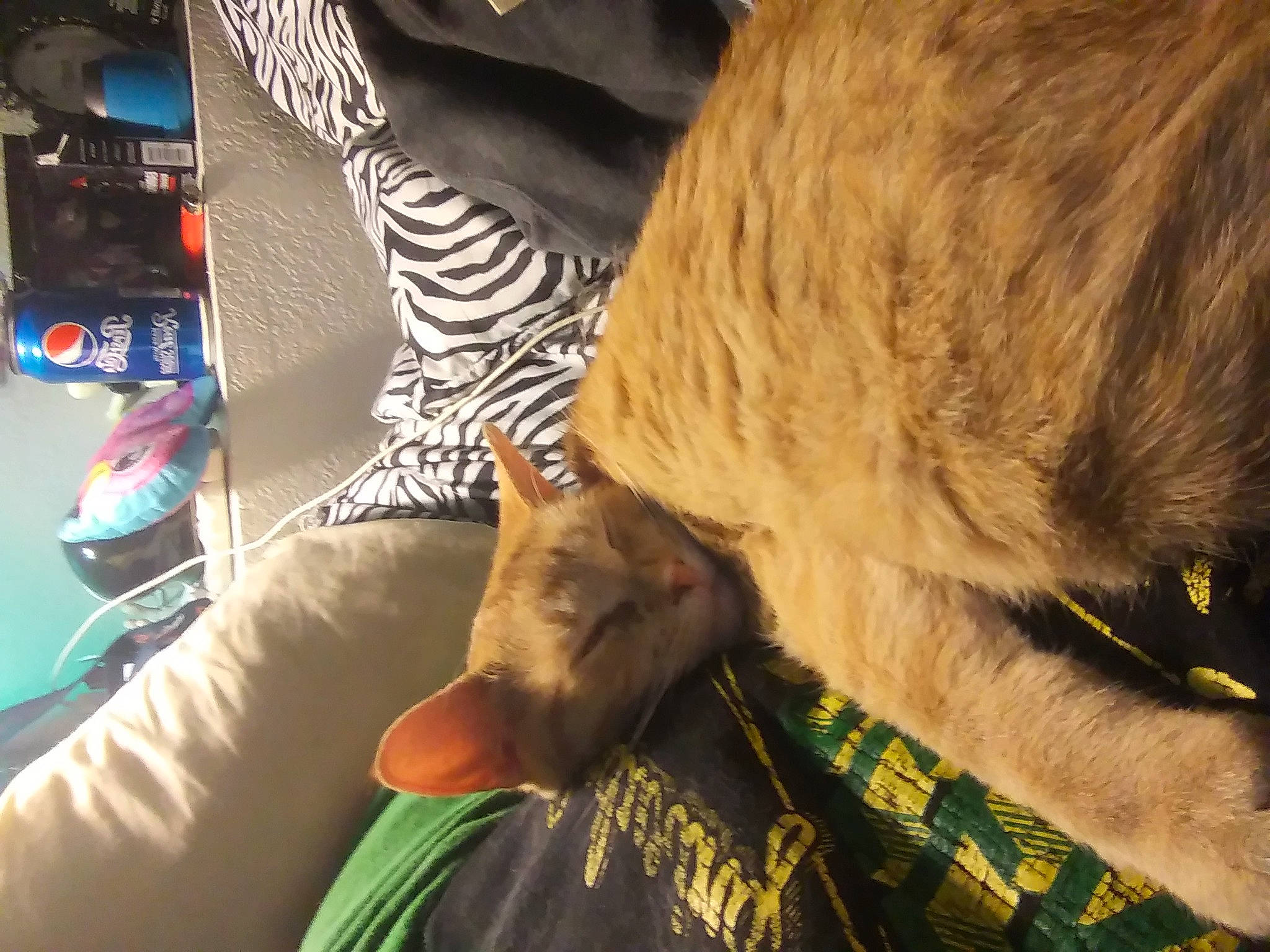 Mow Mow joined the competition — help win amazing prizes! canidae, carnivore, cat, comfort, domestic_short_haired_cat, fawn, felidae, fur, hat, lap, paw, room, small_to_medium_sized_cats, snout, tail, whiskers, wildlife