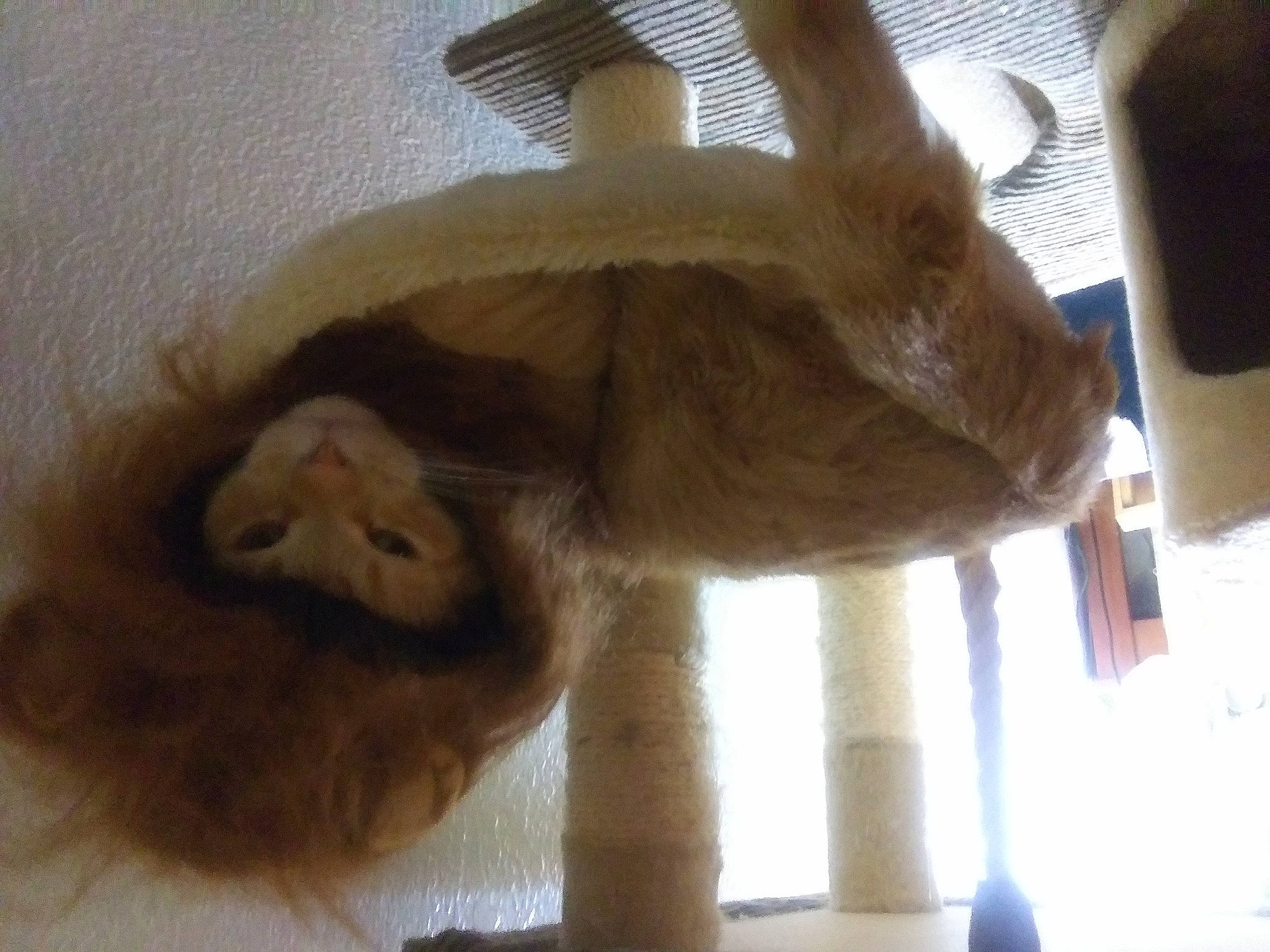 Mow Mow is registered to the contest to win money with this photo: canidae, carnivore, cat, cat_bed, cat_supply, claw, dog_breed, domestic_short_haired_cat, felidae, fur, hardwood, liver, paw, pet_supply, small_to_medium_sized_cats, snout, tail, terrestrial_animal, whiskers, wood