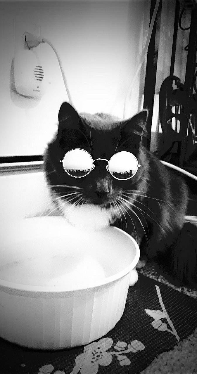 Grizmo joined the competition — help win amazing prizes! black, black_and_white, carnivore, cat, comfort, domestic_short_haired_cat, drinkware, eyewear, felidae, fur, light, monochrome, monochrome_photography, serveware, small_to_medium_sized_cats, snapshot, snout, style, whiskers, white