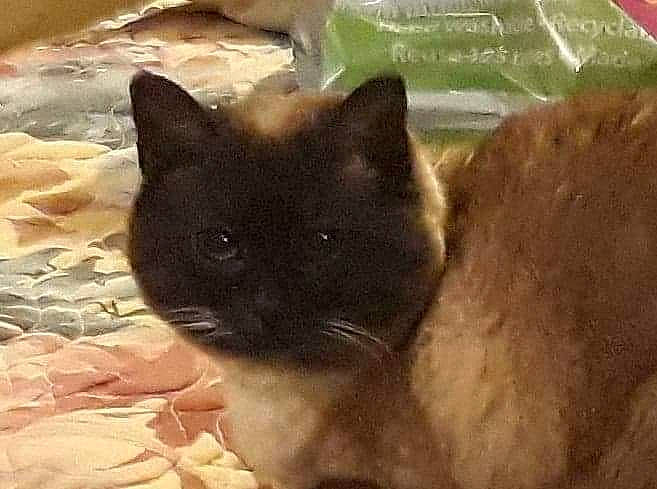 Bailey is registered to the contest to win money with this photo: black_cat, box, carnivore, cat, cat_supply, claw, domestic_short_haired_cat, fawn, felidae, fur, mammal, paw, small_to_medium_sized_cats, terrestrial_animal, whiskers, wildlife