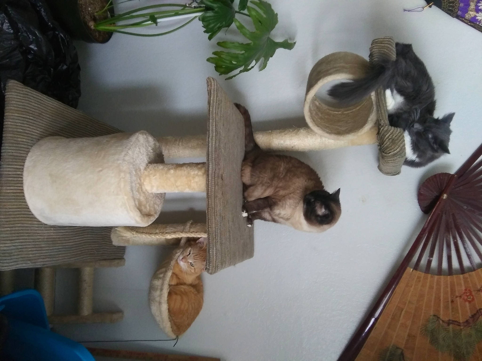 Bailey joined the competition — help win amazing prizes! artifact, carnivore, cat, domestic_short_haired_cat, felidae, flowerpot, fur, hardwood, herb, houseplant, pet_supply, plant, room, sculpture, small_to_medium_sized_cats, tail, tree, whiskers, wood