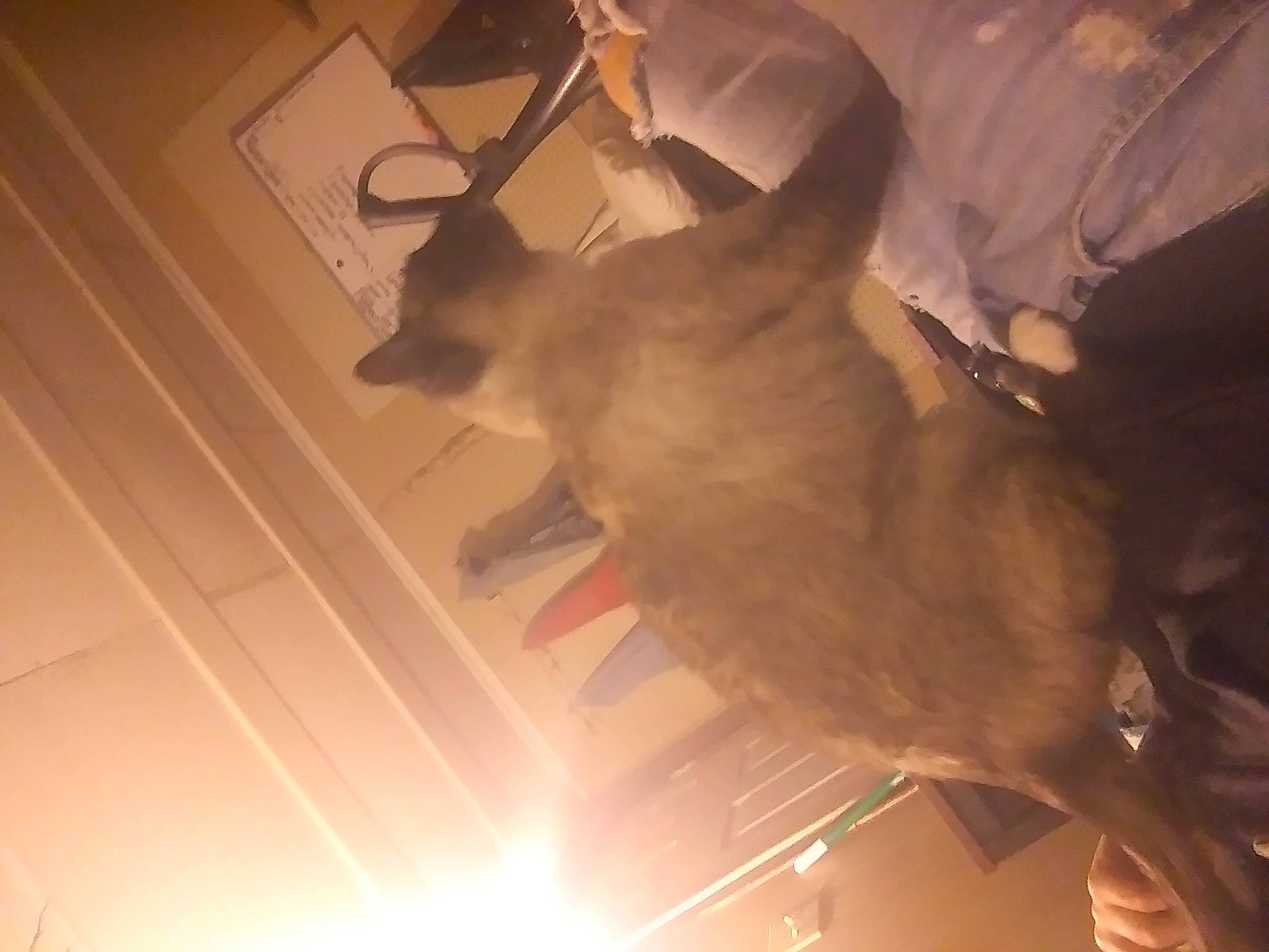 Bailey joined the competition — help win amazing prizes! carnivore, cat, ceiling, cloud, dog_breed, event, fawn, felidae, flooring, heat, lighting, room, shadow, sky, small_to_medium_sized_cats, tail, tints_and_shades, tree, whiskers, wood