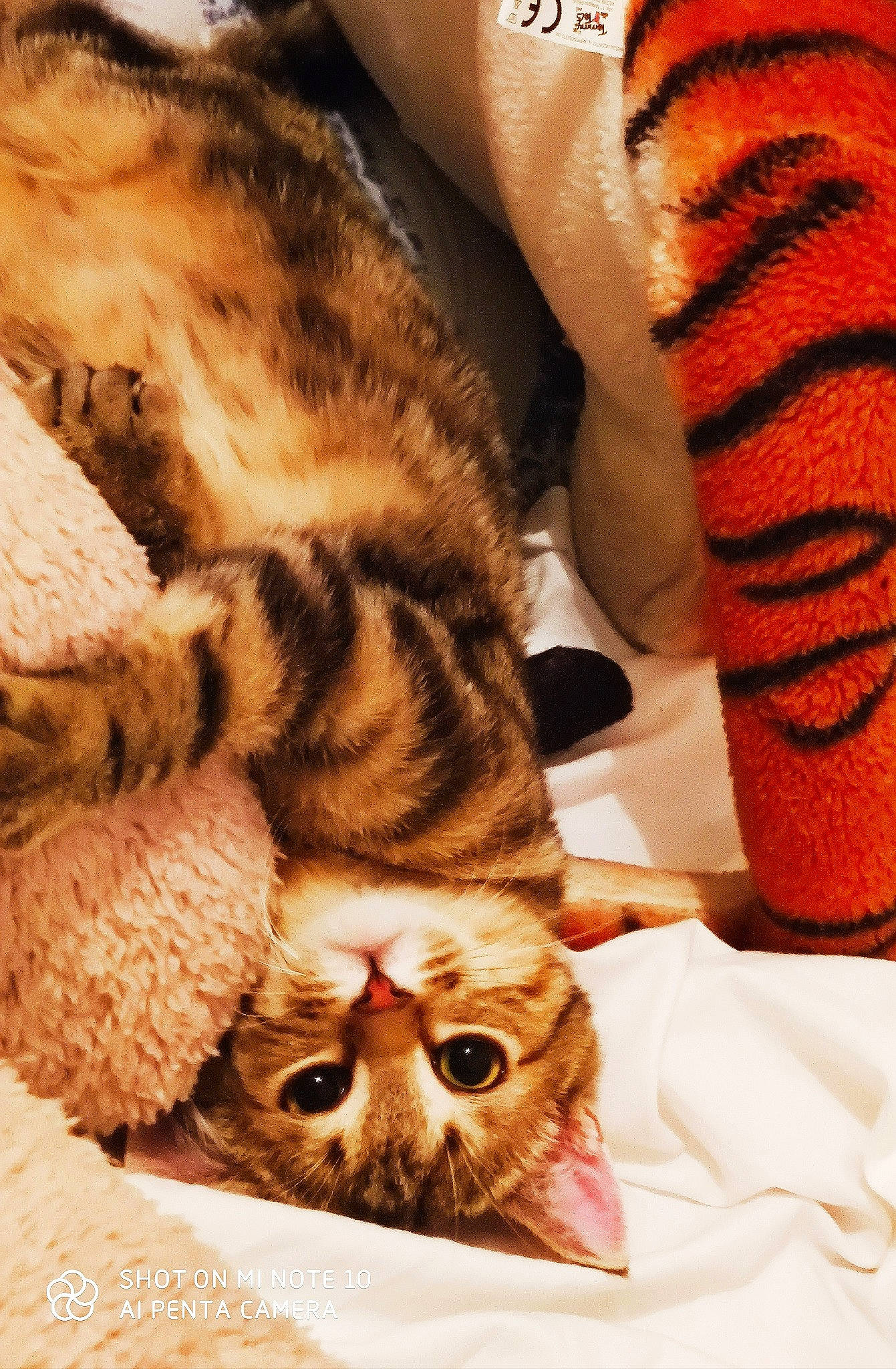 Simba a rejoint le concours — aidez-le/la à gagner de superbes lots ! american_shorthair, asian, bengal, california_spangled, carnivore, cat, claw, dragon_li, european_shorthair, felidae, fur, kitten, ocicat, paw, pixie_bob, small_to_medium_sized_cats, sokoke, tabby_cat, toyger, whiskers