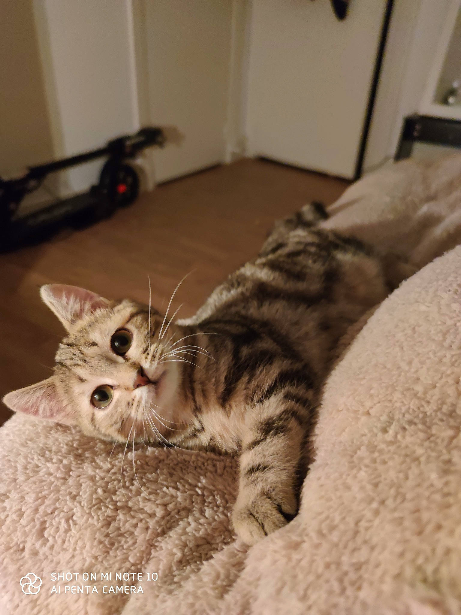 Simba a rejoint le concours — aidez-le/la à gagner de superbes lots ! american_shorthair, asian, australian_mist, british_semi_longhair, carnivore, cat, domestic_short_haired_cat, dragon_li, european_shorthair, felidae, fur, kitten, mammal, munchkin, paw, pixie_bob, small_to_medium_sized_cats, tabby_cat, vertebrate, whiskers