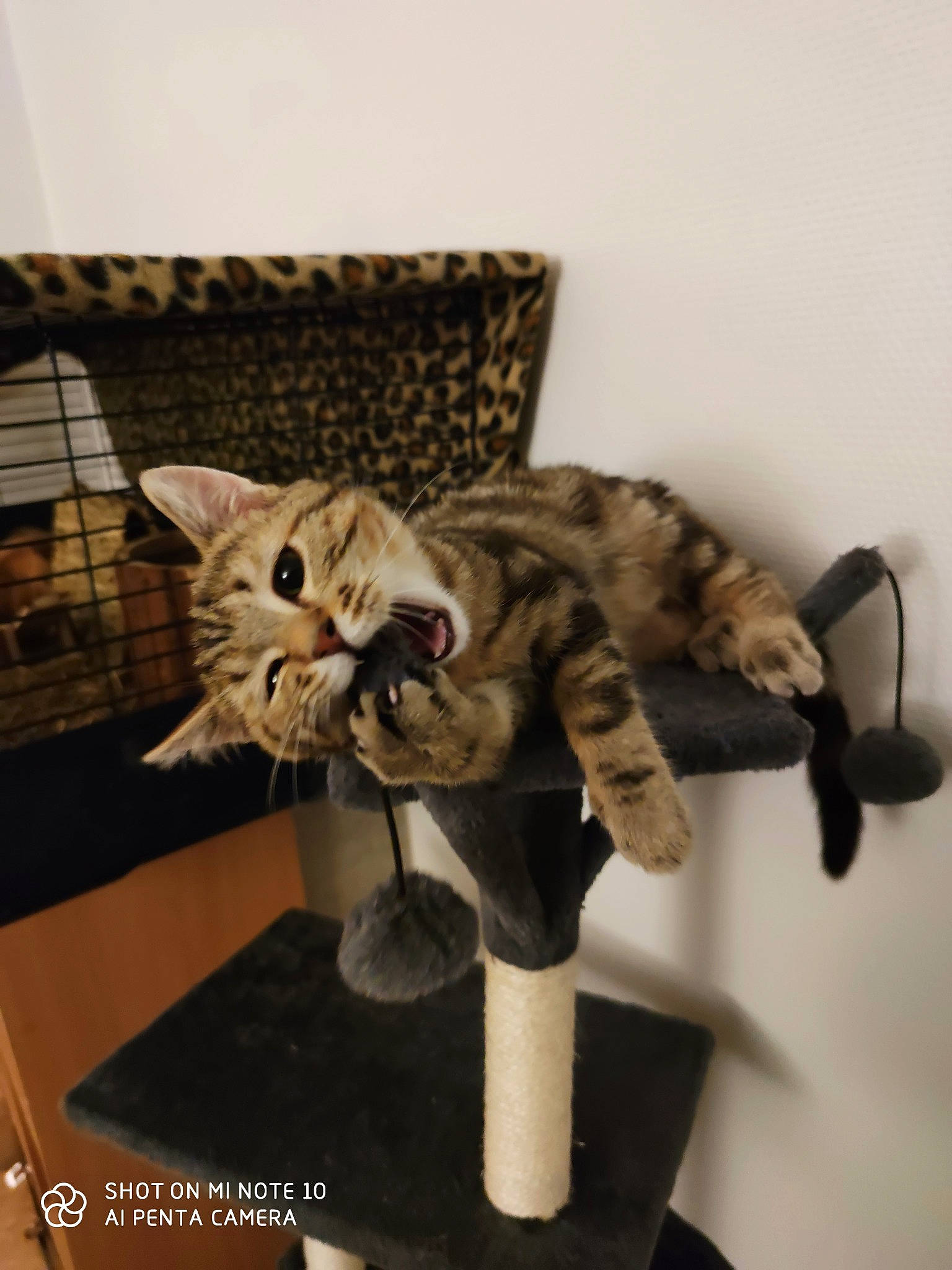 Simba participe au concours pour gagner de l'argent avec cette photo : american_shorthair, asian, bengal, california_spangled, carnivore, cat, domestic_short_haired_cat, dragon_li, egyptian_mau, european_shorthair, felidae, kitten, ocicat, pixie_bob, savannah, small_to_medium_sized_cats, sokoke, tabby_cat, toyger, whiskers