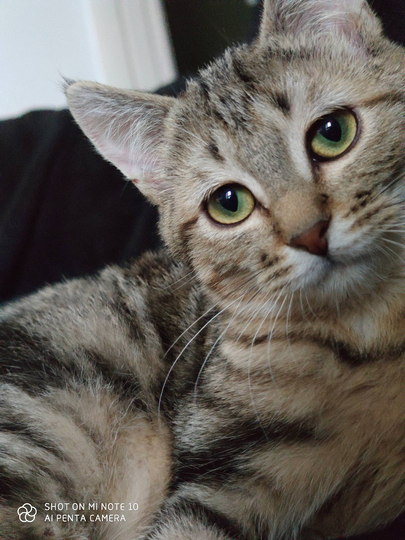 Simba participe au concours pour gagner de l'argent avec cette photo : aegean_cat, american_bobtail, american_shorthair, american_wirehair, asian, australian_mist, carnivore, cat, domestic_short_haired_cat, dragon_li, european_shorthair, eye, felidae, mammal, pixie_bob, small_to_medium_sized_cats, snout, tabby_cat, vertebrate, whiskers