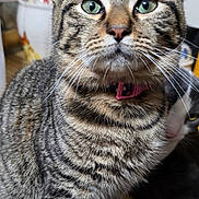 Boogie joined the competition — help win amazing prizes! animal, background_cat, cat, close_up, curious, cute, domestic_cat, ears, feline, green_eyes, household, indoor, pet, pink_collar, sitting, striped_fur, tabby_cat, two_cats, whiskers, wooden_surface