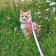 Axl Rose joined the competition — help win amazing prizes! cat, orange_cat, pet, harness, leash, meadow, grass, daisies, flowers, outdoor, nature, animal, feline, fluffy, greenery, summer, cute, wildflowers, sitting, alert
