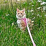 cat, orange_cat, pet, harness, leash, meadow, grass, daisies, flowers, outdoor, nature, animal, feline, fluffy, greenery, summer, cute, wildflowers, sitting, alert