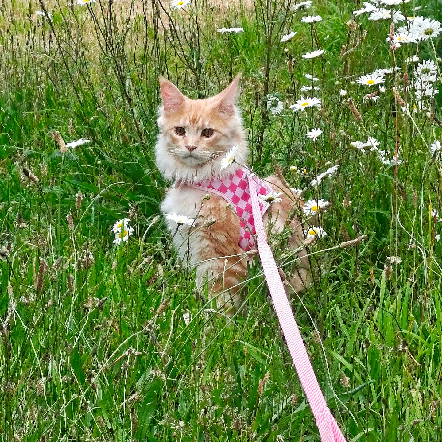 Axl Rose joined the competition — help win amazing prizes! alert, animal, cat, cute, daisies, feline, flowers, fluffy, grass, greenery, harness, leash, meadow, nature, orange_cat, outdoor, pet, sitting, summer, wildflowers