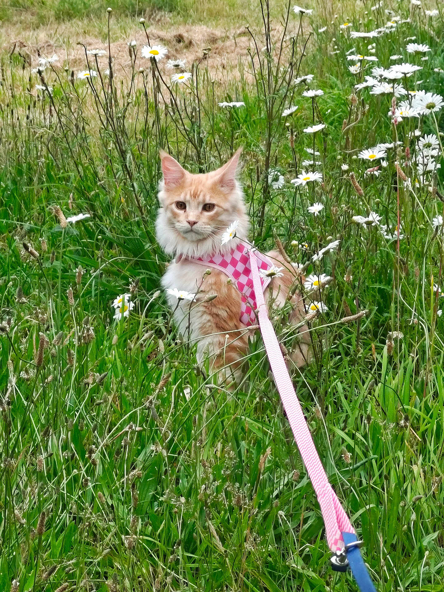Axl Rose joined the competition — help win amazing prizes! cat, orange_cat, pet, harness, leash, meadow, grass, daisies, flowers, outdoor, nature, animal, feline, fluffy, greenery, summer, cute, wildflowers, sitting, alert