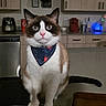 cat, blue_eyes, bandana, navy_bandana, crab_pattern, pet, indoor, kitchen, counter, feline, whiskers, cute, domestic_animal, fur, tabby, curious, sitting, household, portrait, animal