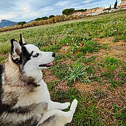 Nice participe au concours pour gagner de l'argent avec cette photo : animal, canine, cloudy_sky, daylight, dog, field, flowers, fur, grass, greenery, house, landscape, mountains, nature, outdoor, pet, resting, rural, siberian_husky, sky