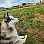 animal, canine, cloudy_sky, daylight, dog, field, flowers, fur, grass, greenery, house, landscape, mountains, nature, outdoor, pet, resting, rural, siberian_husky, sky