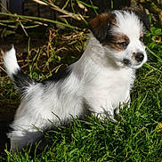 Aby a rejoint le concours — aidez-le/la à gagner de superbes lots ! adorable, animal, brown, canine, cute, dog, fur, garden, grass, nature, outdoor, pet, playful, puppy, side_view, small, standing, sunlight, white, young