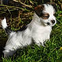 adorable, animal, brown, canine, cute, dog, fur, garden, grass, nature, outdoor, pet, playful, puppy, side_view, small, standing, sunlight, white, young