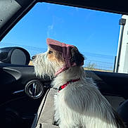 Aby participe au concours pour gagner de l'argent avec cette photo : dog, pet, car, window, blue_sky, bonnet, side_view, fur, seat, collar, sunlight, domestic_animal, travel, road_trip, animal_portrait, interior, leisure, daytime, canine, cute