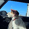 dog, pet, car, window, blue_sky, bonnet, side_view, fur, seat, collar, sunlight, domestic_animal, travel, road_trip, animal_portrait, interior, leisure, daytime, canine, cute