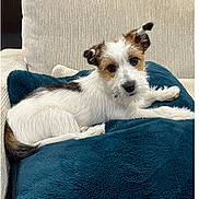 Aby a rejoint le concours — aidez-le/la à gagner de superbes lots ! dog, small_dog, couch, cushion, white_fur, brown_fur, pet, indoor, relaxed, fur, cute, animal, companion, resting, home, cozy, looking_at_camera, ears, snout, paw