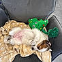 Aby a rejoint le concours — aidez-le/la à gagner de superbes lots ! blanket, brown_fur, chair, christmas_tree_toy, cozy, cute, dog, fur, green_toy, indoor, paw_print, pet, plush_toy, puppy, relaxed, resting, sleeping, small_dog, soft_texture, white_fur