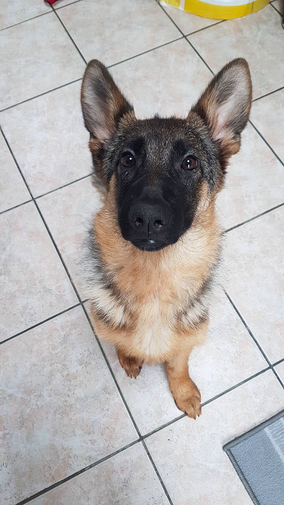 Osca a rejoint le concours — aidez-le/la à gagner de superbes lots ! belgian_shepherd_malinois, canidae, carnivore, dog, dog_breed, east_european_shepherd, fawn, german_shepherd_dog, king_shepherd, kunming_wolfdog, laekenois, mammal, old_german_shepherd_dog, rare_breed_dog, snout, vertebrate, working_dog