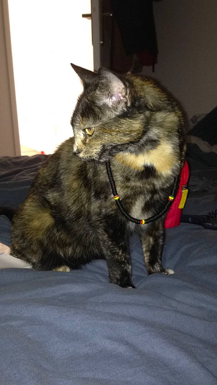 Myrza a rejoint le concours — aidez-le/la à gagner de superbes lots ! asian, asian_semi_longhair, carnivore, cat, domestic_long_haired_cat, domestic_short_haired_cat, dragon_li, european_shorthair, felidae, fur, german_rex, kurilian_bobtail, maine_coon, mammal, small_to_medium_sized_cats, tabby_cat, tail, whiskers