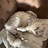 Milly participe au concours pour gagner de l'argent avec cette photo : cat, fluffy, green_eyes, relaxed, indoor, chair, tufted_chair, beige, jacket, soft_texture, sunlight, shadow, fur, pet, cozy, resting, animal, whiskers, paw, tail