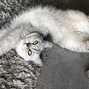 Milly a rejoint le concours — aidez-le/la à gagner de superbes lots ! cat, feline, pet, stretching, gray, white, fur, green_eyes, indoor, rug, floor, relaxed, cute, animal, whiskers, paws, tail, cozy, lying_down, domestic