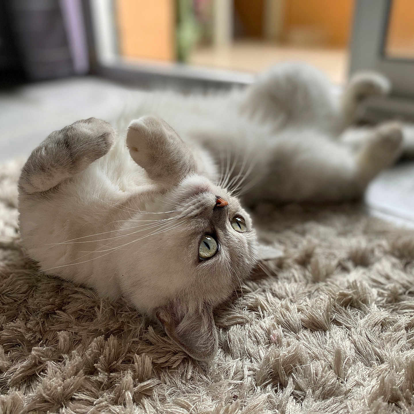 Milly a rejoint le concours — aidez-le/la à gagner de superbes lots ! cat, fluffy, green_eyes, lying_down, indoor, rug, paws, whiskers, curious, cozy, natural_light, window, soft_fur, closeup, pet, domestic_animal, relaxed, animal, cute, feline