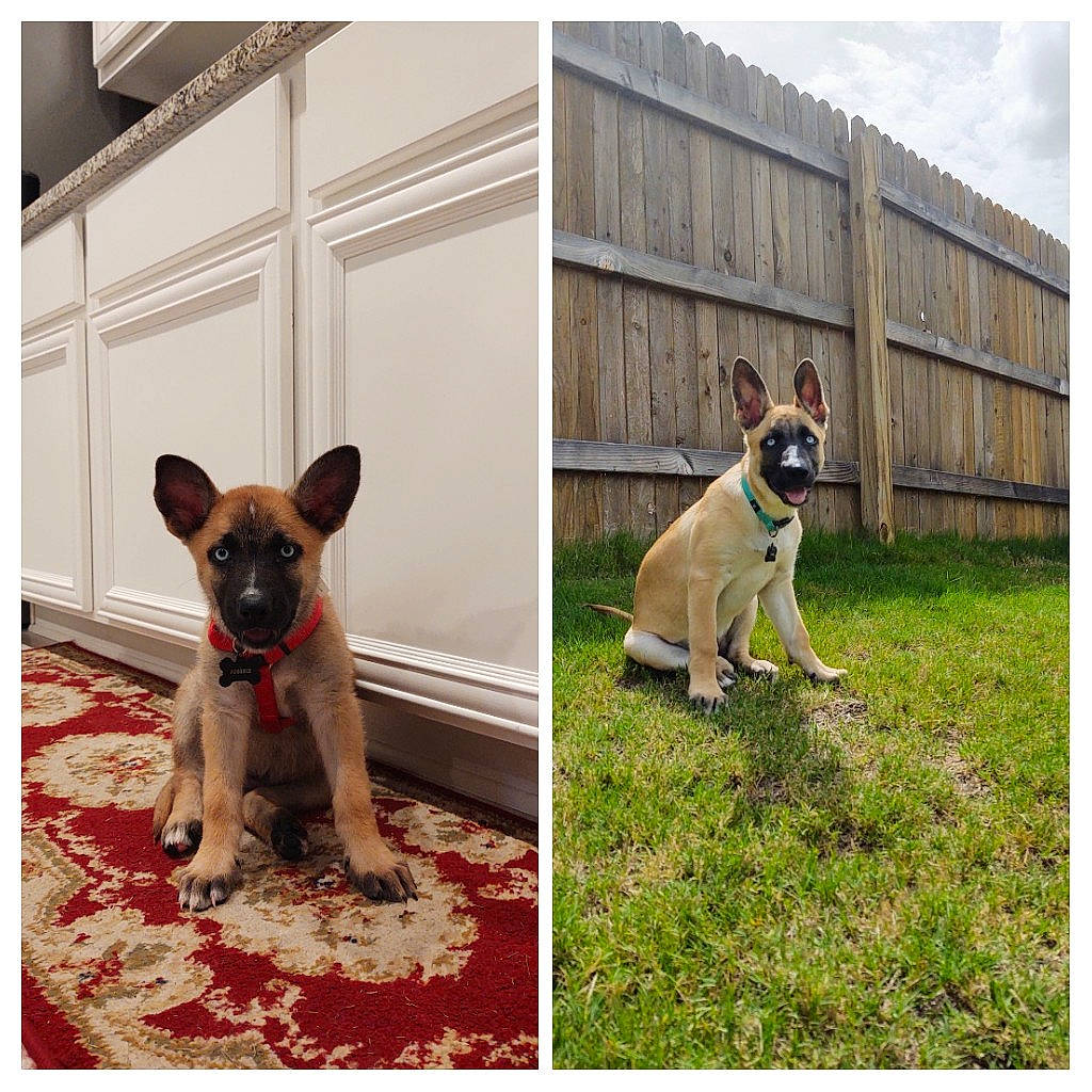 Phoenix joined the competition — help win amazing prizes! belgian_shepherd_malinois, canidae, carnivore, companion_dog, dog, dog_breed, fawn, german_shepherd_dog, mammal, snout, vertebrate, working_dog