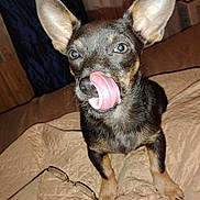 Banjo joined the competition — help win amazing prizes! dog, tongue, licking, ears, pet, animal, bed, blanket, glasses, indoor, cute, small_dog, fur, brown, black, paw, nose, face, expression, companion