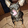 dog, tongue, licking, ears, pet, animal, bed, blanket, glasses, indoor, cute, small_dog, fur, brown, black, paw, nose, face, expression, companion