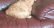 Garfield joined the competition — help win amazing prizes! animal, cat, couch, cozy, domestic_cat, fluffy, fur, furniture, home, indoor, leather_couch, living_room, mammal, orange_cat, paw, pet, relaxing, resting, sleeping, whiskers