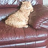 Garfield joined the competition — help win amazing prizes! cat, orange_cat, fluffy, sleeping, couch, leather_couch, furniture, indoor, pet, relaxing, cozy, home, resting, animal, mammal, whiskers, paw, fur, domestic_cat, living_room