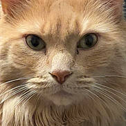 Garfield joined the competition — help win amazing prizes! cat, orange_cat, close_up, fluffy, fur, whiskers, green_eyes, portrait, pet, animal, indoor, looking_at_camera, face, ears, feline, soft_lighting, domestic_cat, cute, calm, majestic