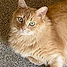 Garfield is registered to the contest to win money with this photo: cat, ginger_cat, fluffy, pet, animal, indoor, carpet, fur, whiskers, green_eyes, portrait, cute, relaxed, lying_down, mammal, feline, domestic_cat, looking, close_up, soft