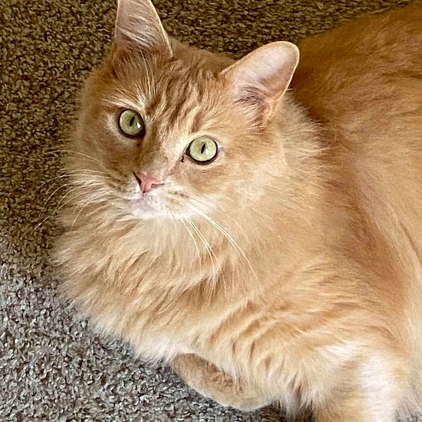 Garfield