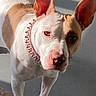 Coco joined the competition — help win amazing prizes! dog, bull_terrier, pet, canine, white_fur, brown_patches, large_ears, upright_ears, pink_collar, spiked_collar, short_coat, standing, looking_at_camera, close_up, portrait, sunlight, indoor, gray_background, floor, animal