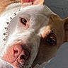 Coco joined the competition — help win amazing prizes! dog, pit_bull, close_up, portrait, white_fur, brown_fur, pink_nose, floppy_ears, upright_ears, brown_eyes, spiked_collar, pet, canine, short_hair, face, muzzle, whiskers, indoor, dramatic_lighting, upside_down_view