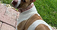 Coco joined the competition — help win amazing prizes! dog, canine, pet, outdoor, grass, lawn, patio, pavers, brown_and_white, short_hair, large_ears, pointed_ears, pink_collar, standing, looking_at_camera, alert, portrait, daylight, garden, animal