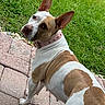 alert, animal, brown_and_white, canine, daylight, dog, garden, grass, large_ears, lawn, looking_at_camera, outdoor, patio, pavers, pet, pink_collar, pointed_ears, portrait, short_hair, standing