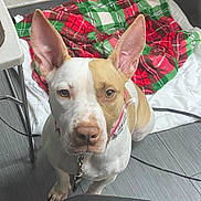 Coco joined the competition — help win amazing prizes! dog, pet, animal, portrait, close_up, indoors, blanket, plaid, red, green, white, brown, large_ears, collar, leash, standing, floor, bed, home, alert