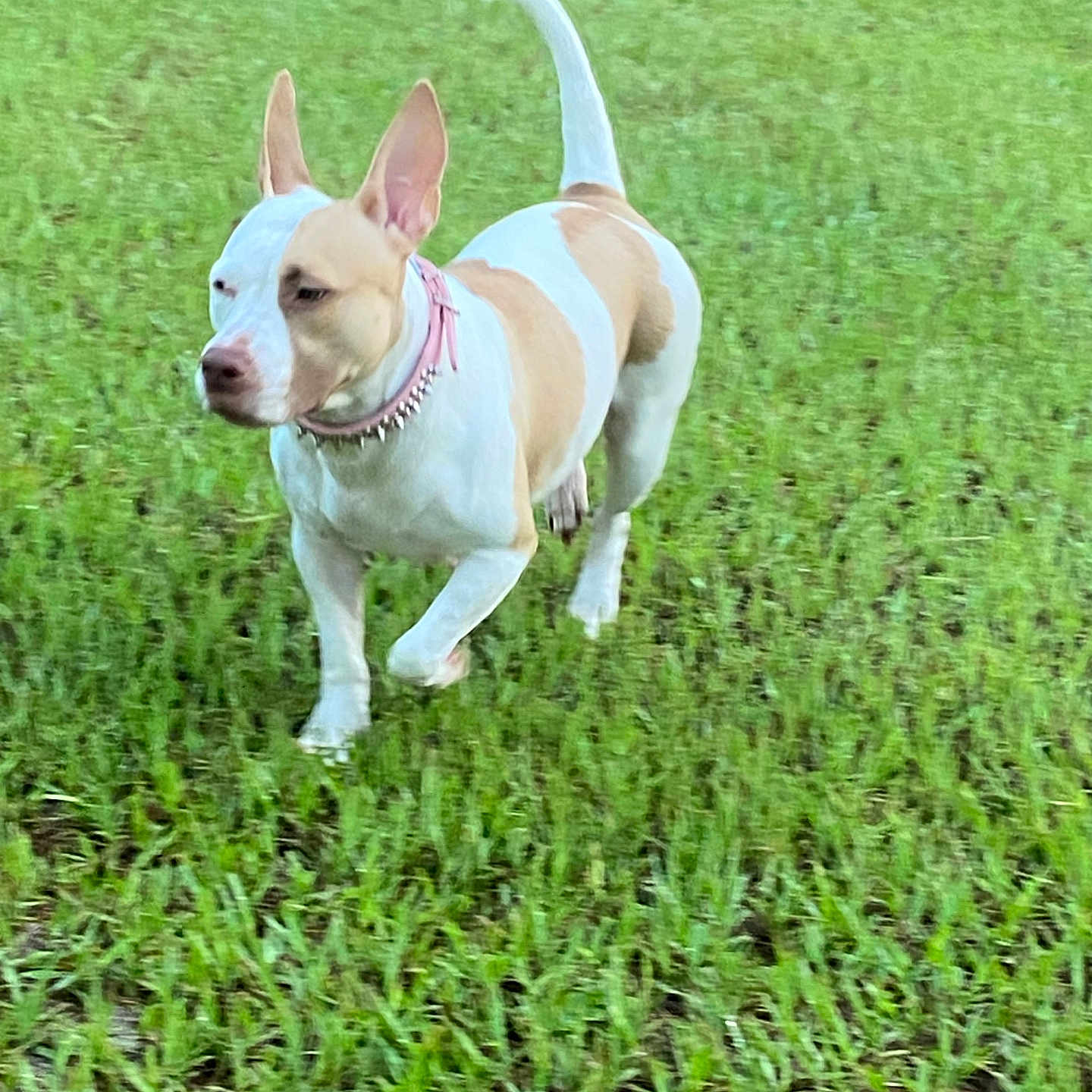 Coco is registered to the contest to win money with this photo: dog, pet, outdoor, grass, field, running, walking, standing, animal, canine, tan_and_white, short_hair, upright_ears, curled_tail, pink_collar, spiked_collar, playful, motion, greenery, photography