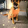 Zen joined the competition — help win amazing prizes! animal, boxer, carpet, clothing, collar, dog, doorway, front_facing, furniture, indoors, living_room, open_mouth, orange_sweater, pet, photography, portrait, sitting, sparkles, stools, tongue