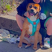 Zen is registered to the contest to win money with this photo: animal, chain_link_fence, concrete, dog, face, fence, happy, harness, hoodie, human, outdoor, person, pet, playful, portrait, sidewalk, sitting, smiling, sneakers, sunlight