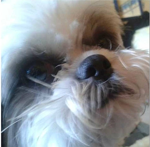 Fiby